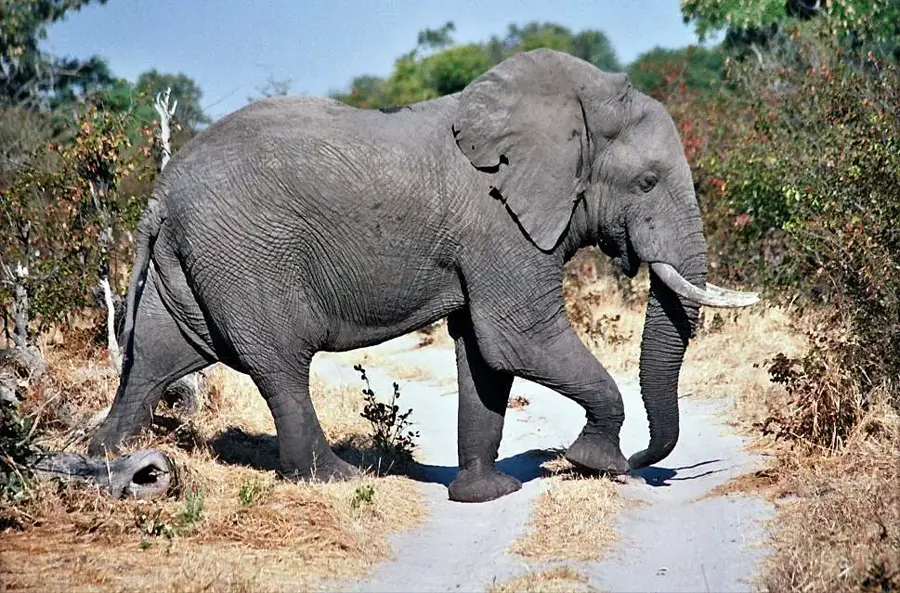 Moremi-Wildreservat — Mababe-Depression (Botsuana)