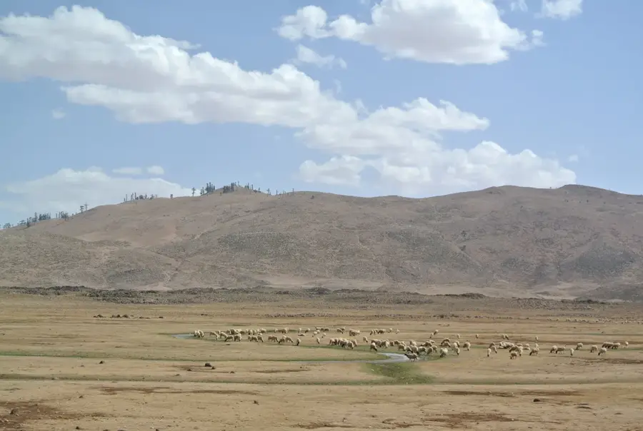 Aguelmane Sidi Ali