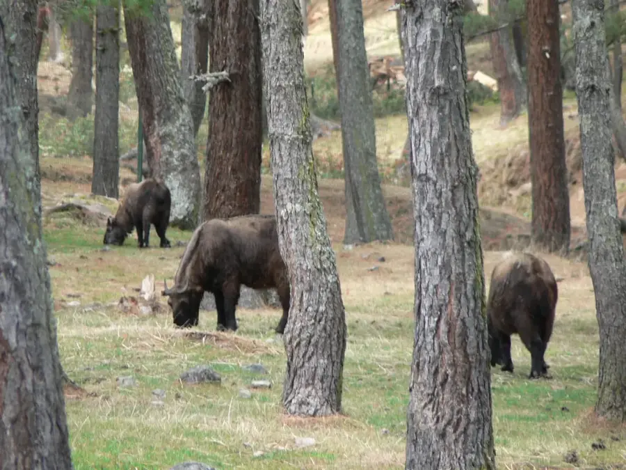 Motithang-Takin-Reservat