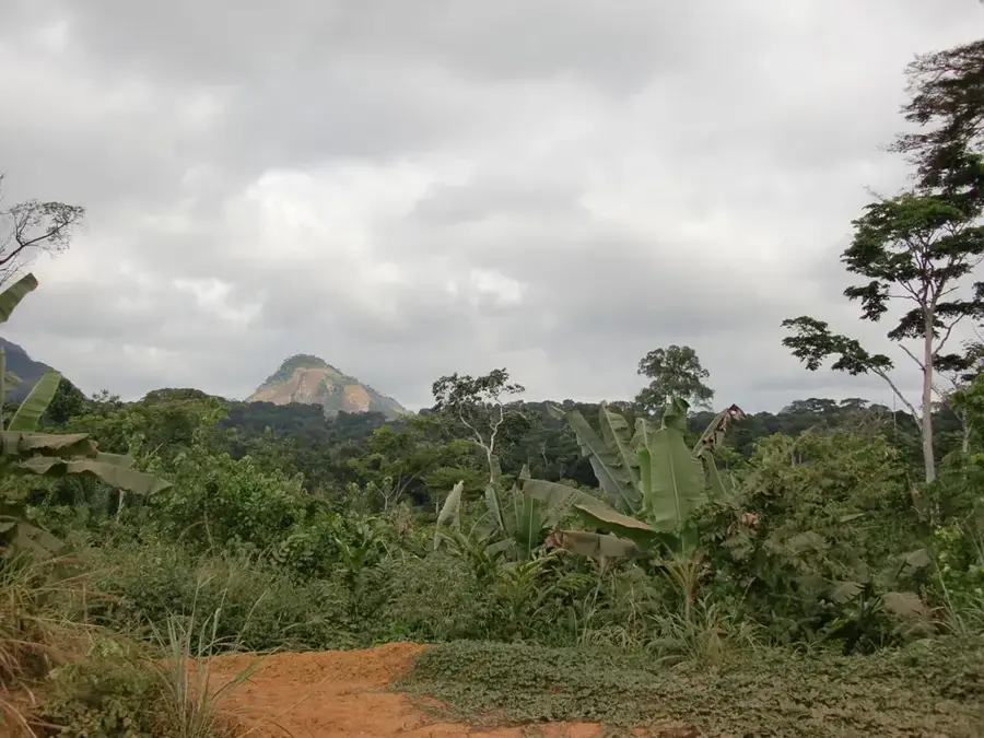 Moukalaba Forest