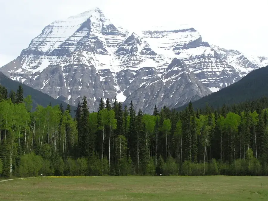 Mount Assiniboine Park Wald