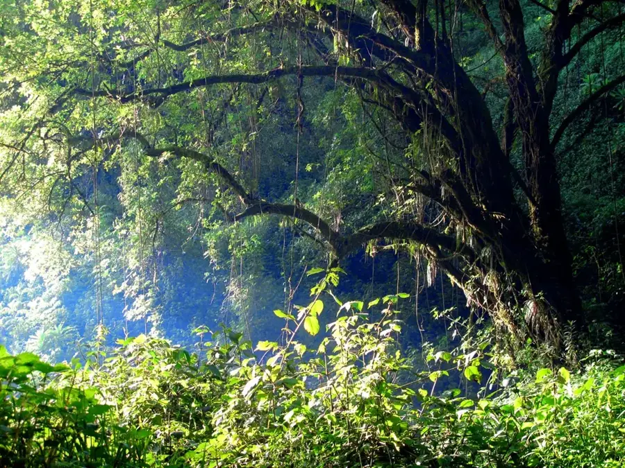 Mount Elgon-Gipfel — Mount Elgon (Uganda)