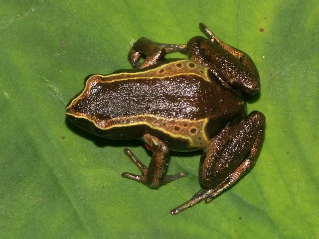Mount Oko — Batibo (Cameroon)