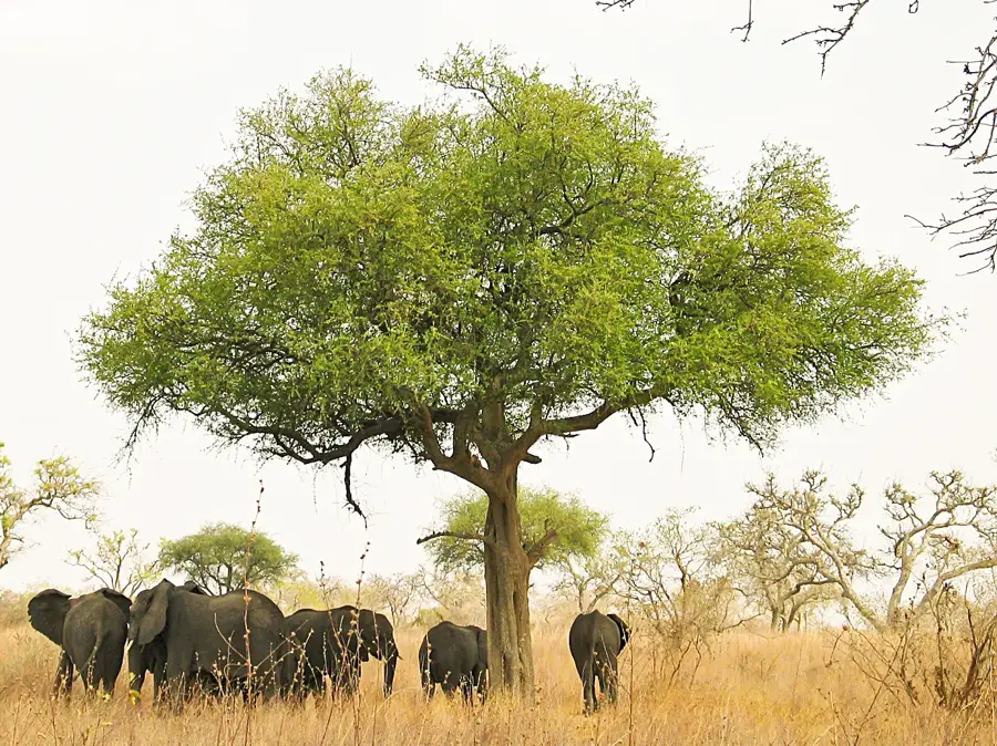 Waza Plain — Mora (Cameroon)