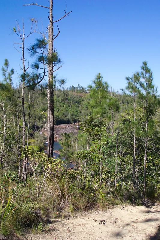 Mountain Pine Ridge Forest Reserve