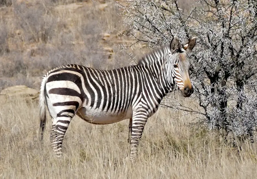 Hegyi Zebra Nemzeti Park — Bagolyház (Dél-afrikai Köztársaság)