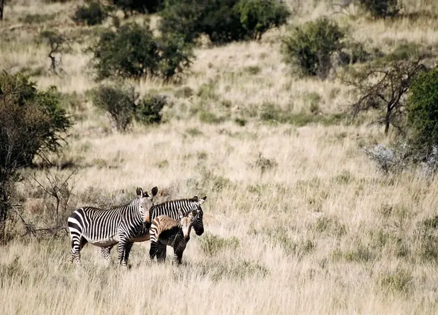 Mountain Zebra Nemzeti Park — Bagolyház (Dél-afrikai Köztársaság)