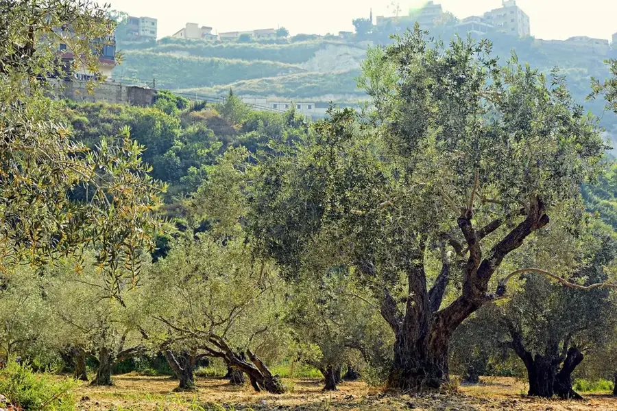 Msallata Olivenplantagen — Msallata (Libyen)