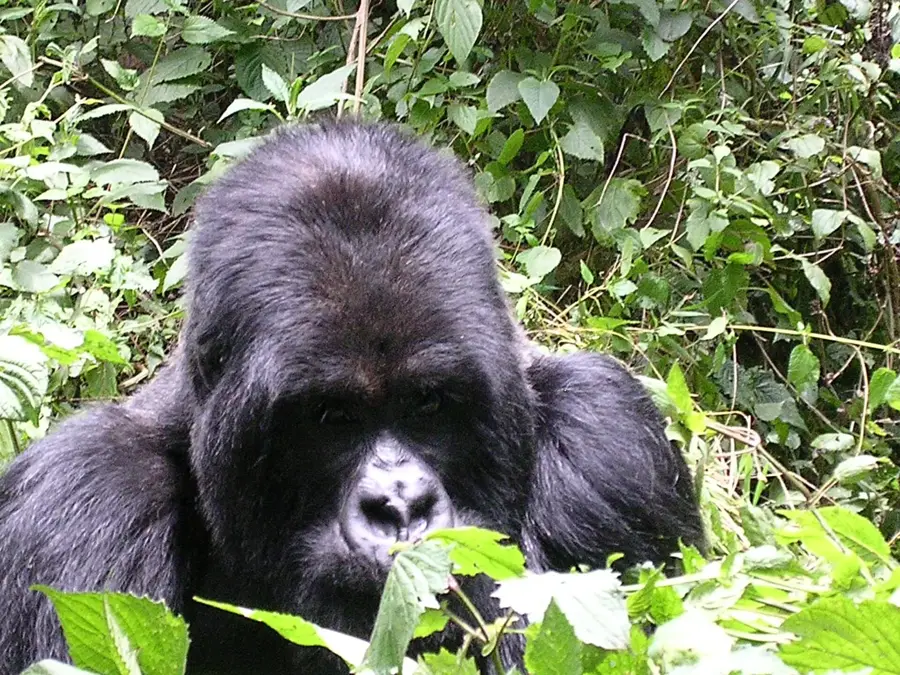 Karisimbi-lejtők — Virunga-vulkánok (Ruanda)