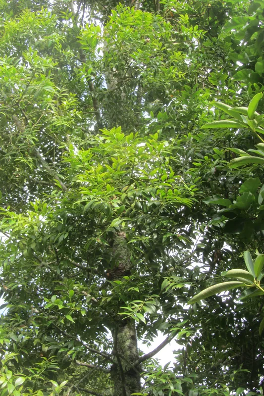Muntele Murud — Bario (Malaysia)