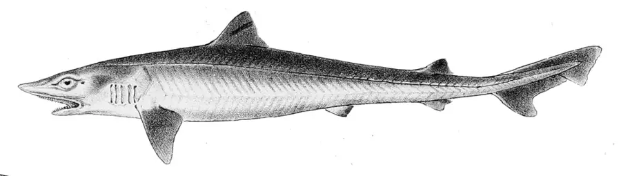 Musola
