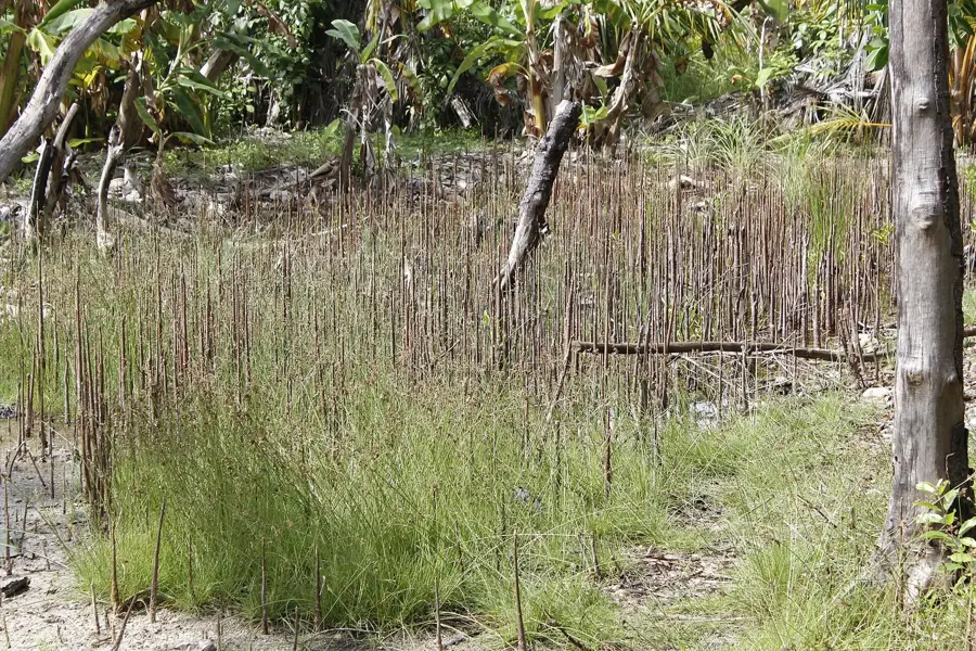 Mangrovele din Vashafaru