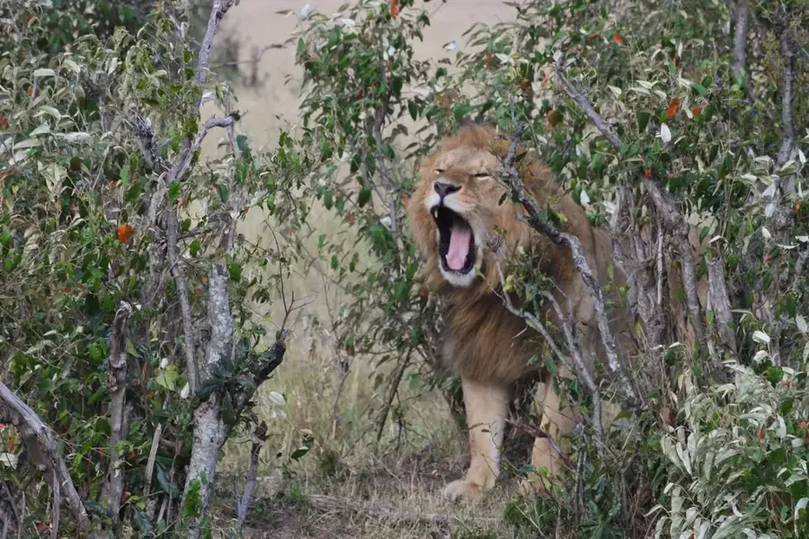 Nairobi Animal Orphanage — Fort Smith (Kenia)