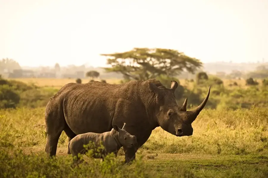 Nairobi — Heller Garden (Kenia)