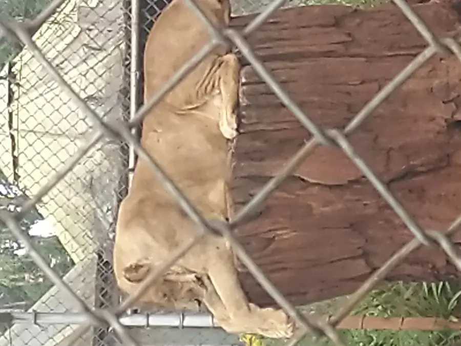 Giraffe Centre Nairobi — Kajiado (Kenia)