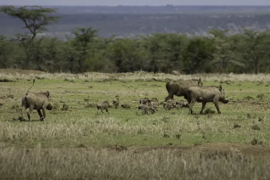 Nairobi Safari Walk — Kajiado (Kenia)