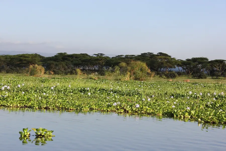 Blumenfarmen von Naivasha (Verarbeitungsanlagen) — Narok (Kenia)