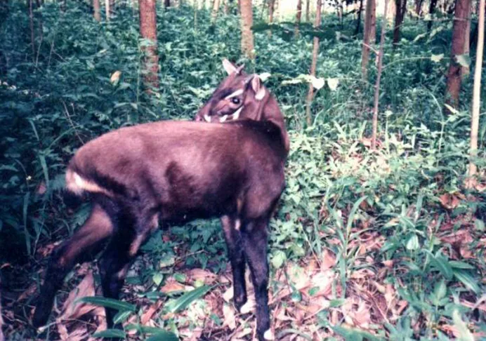 Nakai-Nam Theun Nationalpark