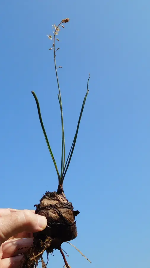 Namaacha — Catembe (Mozambik)