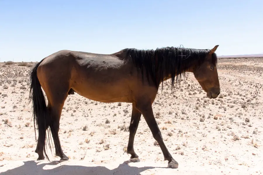 Aus Desert Horses Area — Aus (Namibia)