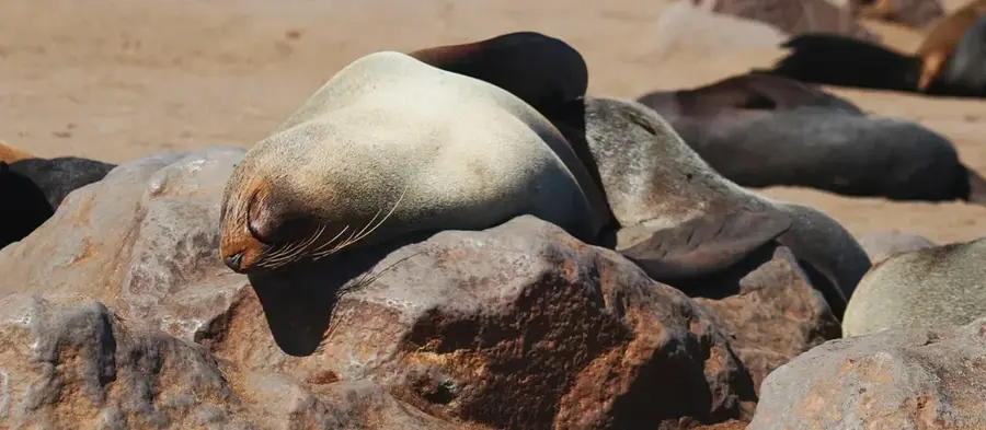 Cape Cross Robbenreservat — Cape Cross (Namibia)
