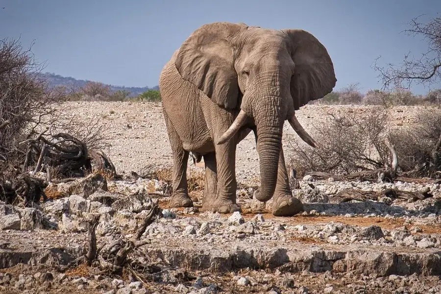 Etosha Nationalpark — Gobabis (Namibia)