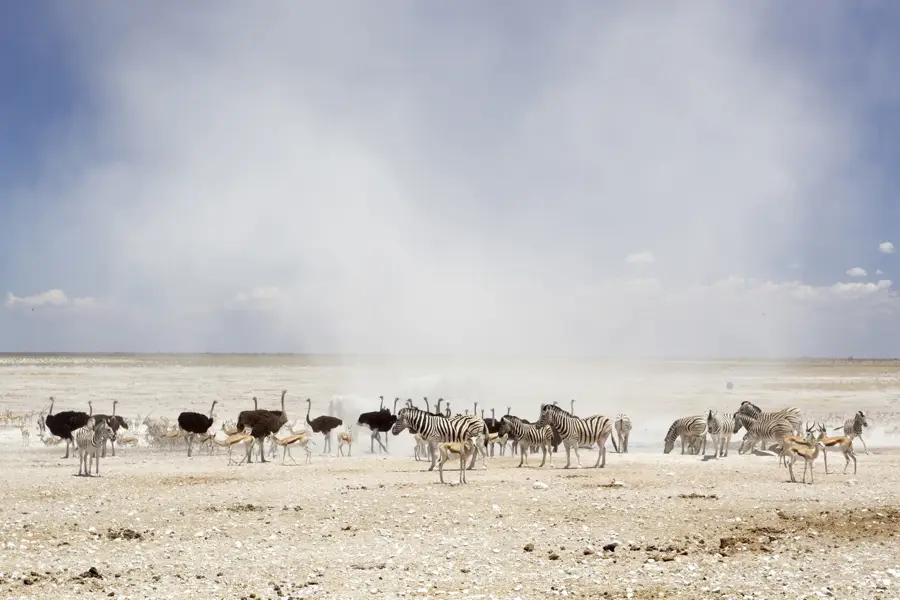 Etosha Nemzeti Park