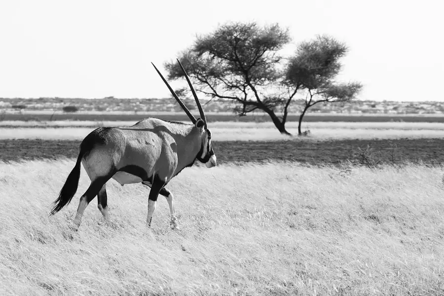 Kalahari Wüstenreservat — Stampriet (Namibia)