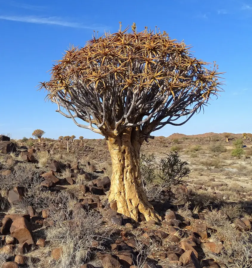 Quivertree Forest