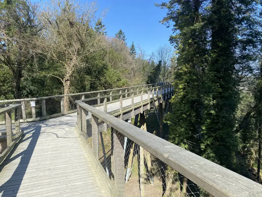 Avondale Forest