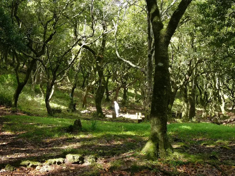 Madeira Laurisilva