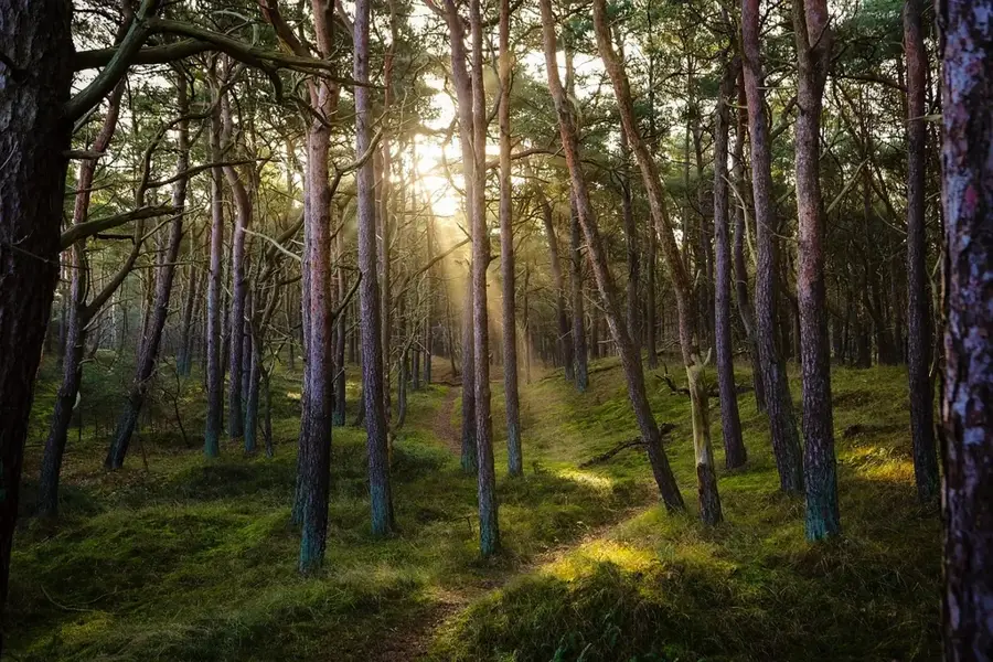 Chiesanuova Pine Forest