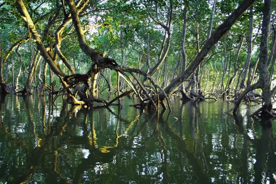 Ijuw Mangroves — Ewa Reef (Nauru)