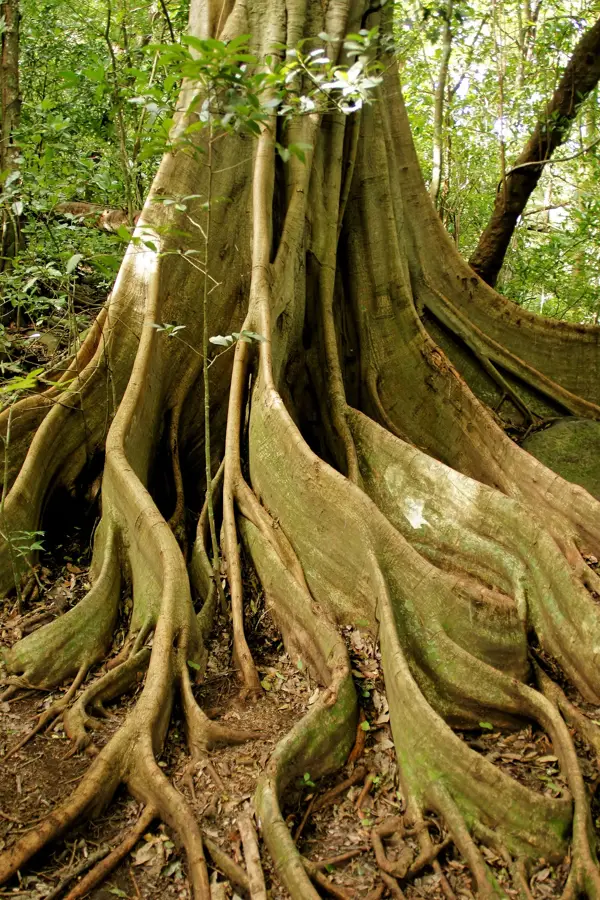 Petroglifele de la Río Negro — Nicoya (Costa Rica)