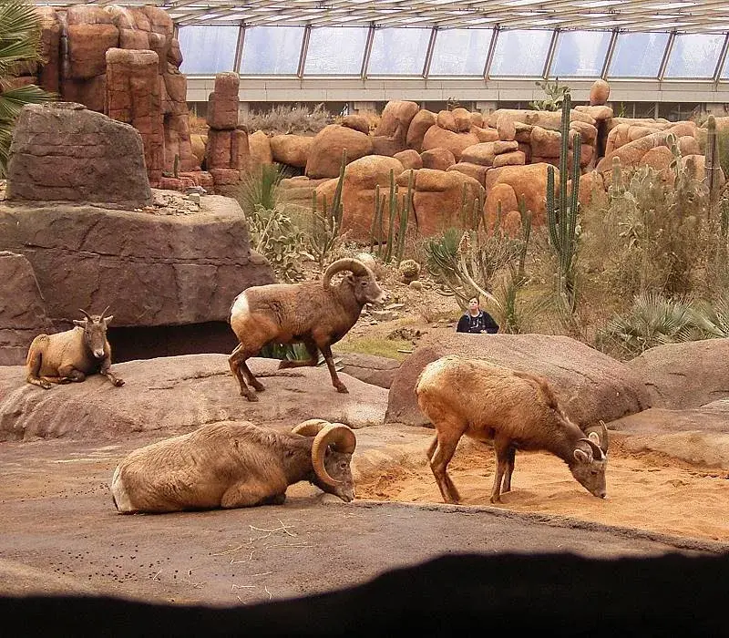 Grădina Zoologică Burgers' — Zelhem (Olanda)