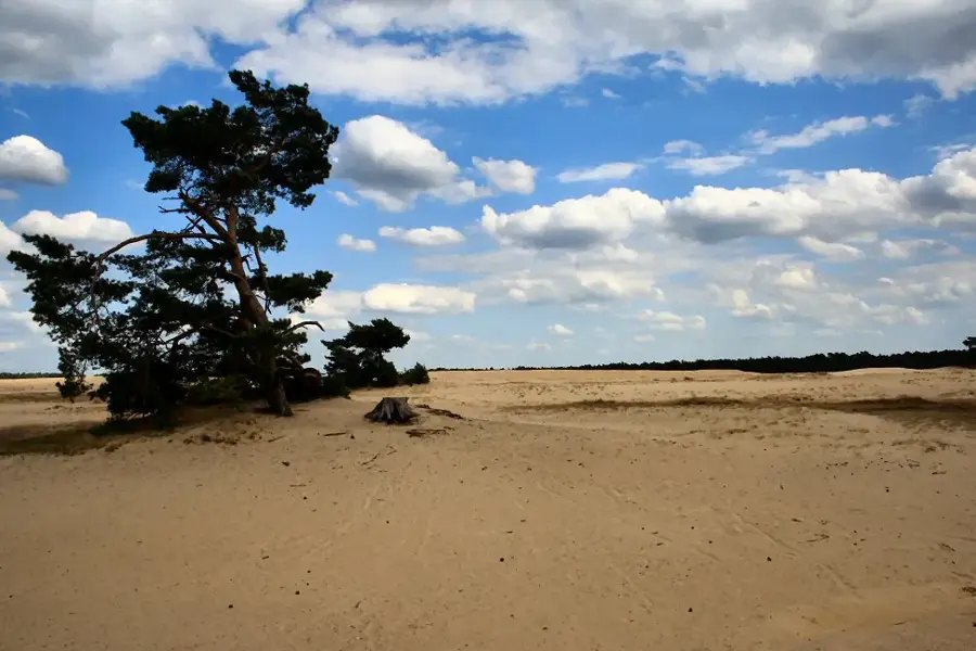 Parcul Național De Hoge Veluwe — Epe (Olanda)