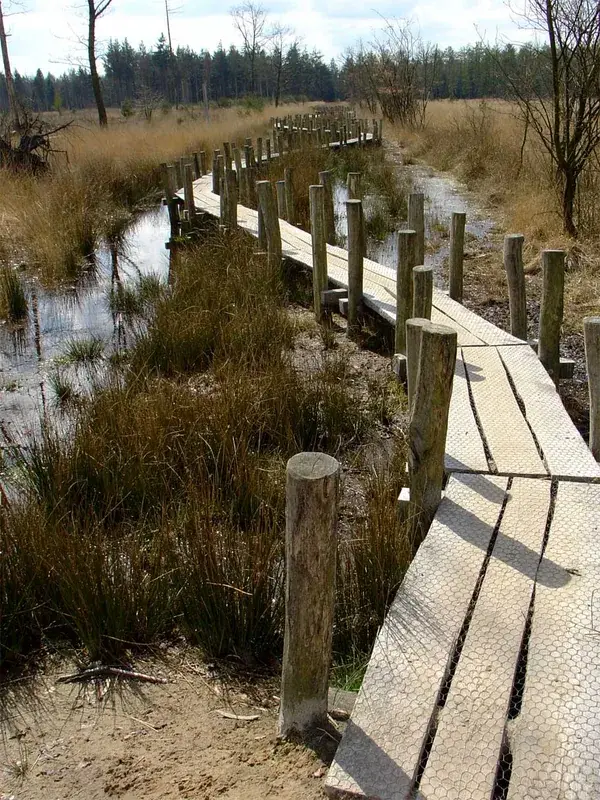 Dwingelderveld