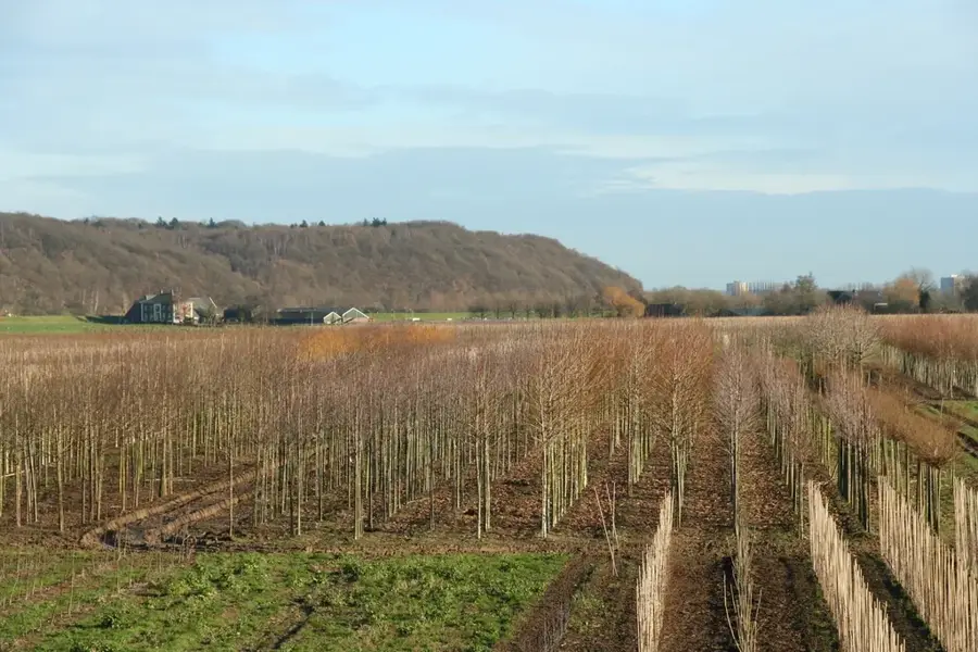 Grebbeberg – munte