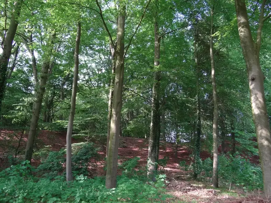 Kruisbergse Bos – pădure