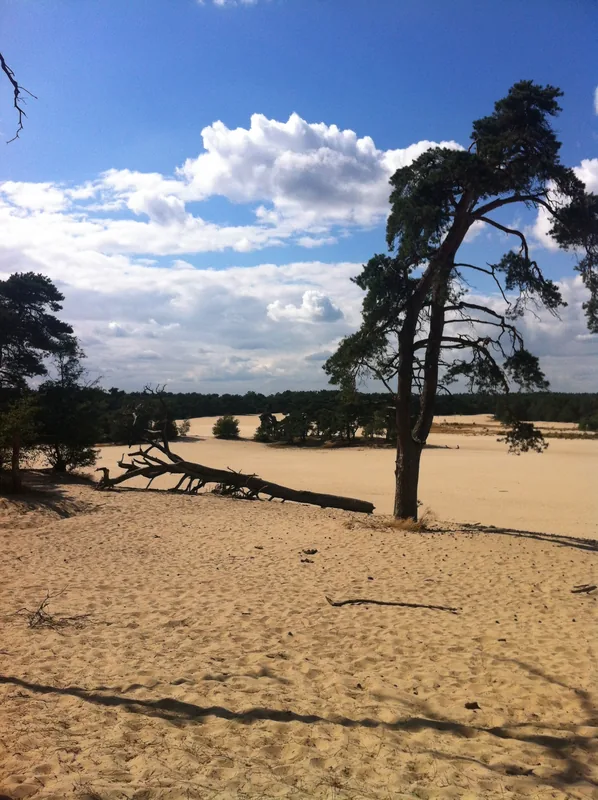 Loonse en Drunense Duinen — Efteling (Netherlands)
