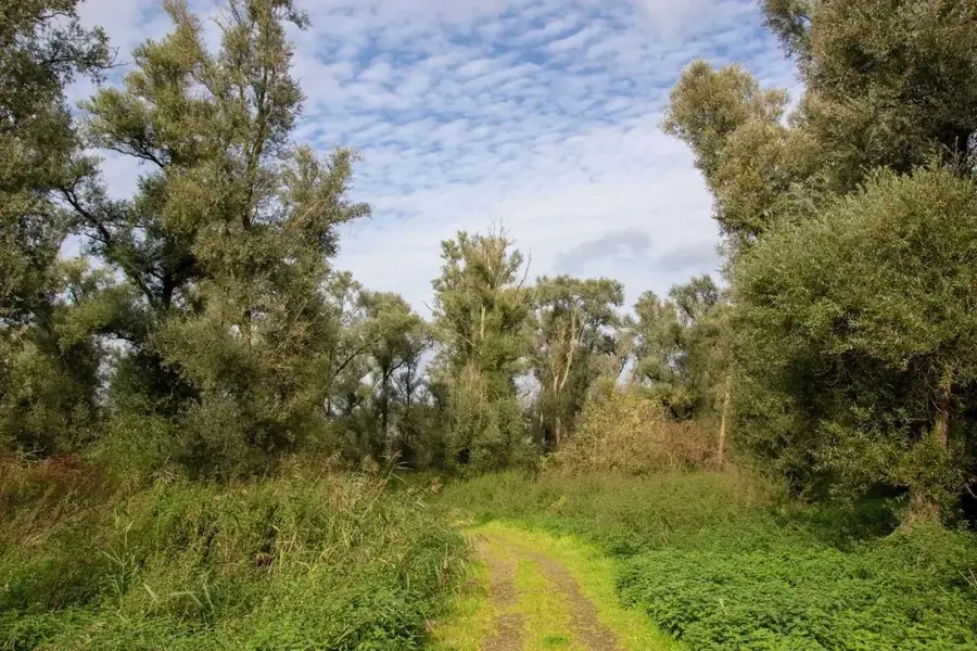 Oostvaardersbos – pădure