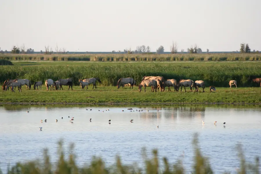 Oostvaardersplassen — Zeewolde (Olanda)