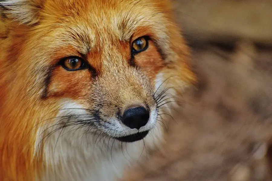 Zoologischer und Forstpark Michel Corbasson
