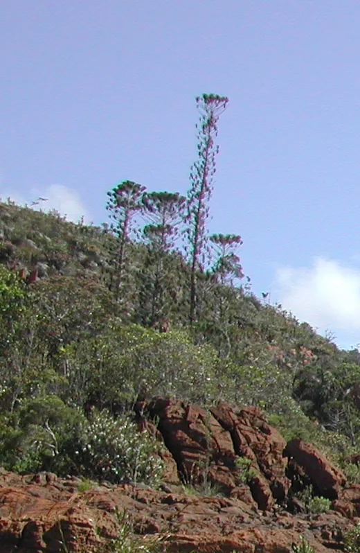 Plaine des Lacs — Yaté (Noua Caledonie)