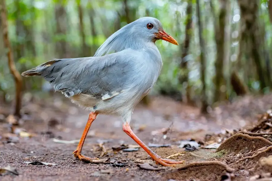 Provvinzpark Rivière Bleue