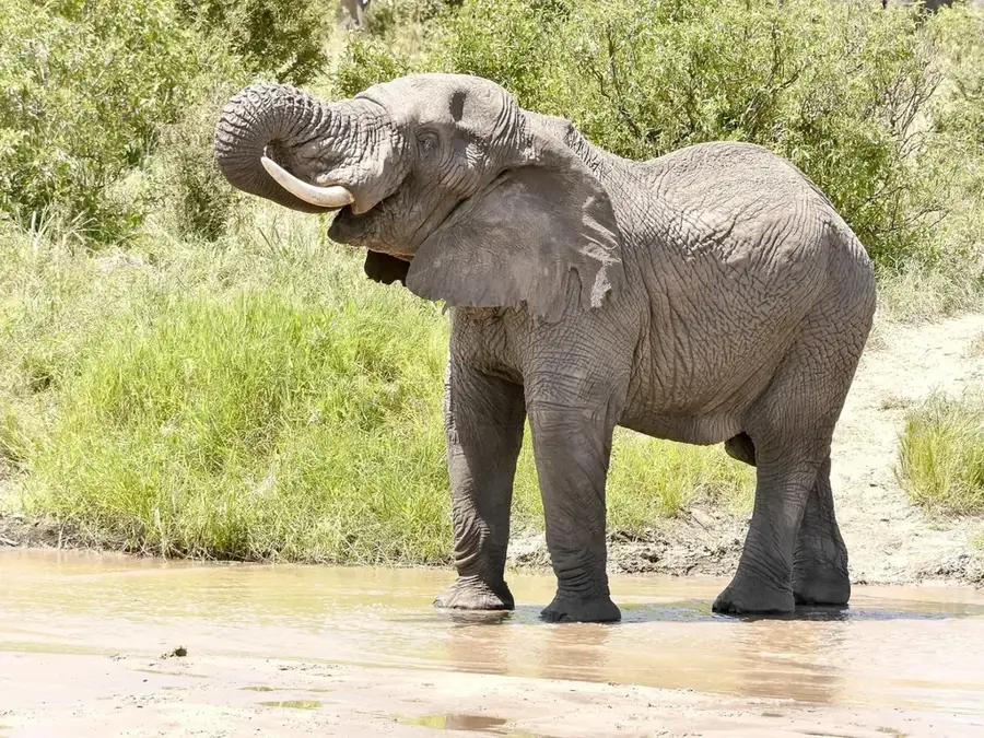 Niassa Safari-Erlebnis — Malawisee (Mosambik)