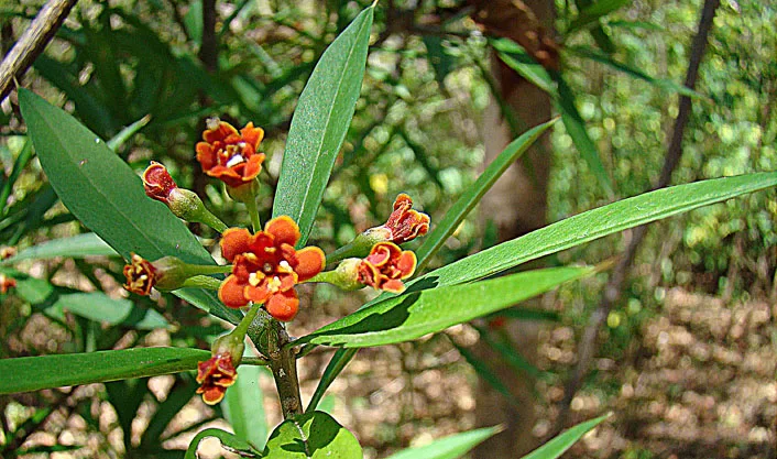 Marsella
