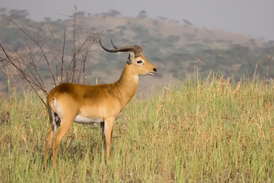 Niokolo-Koba mountain range — Fouta-Djallon highlands (Senegal)