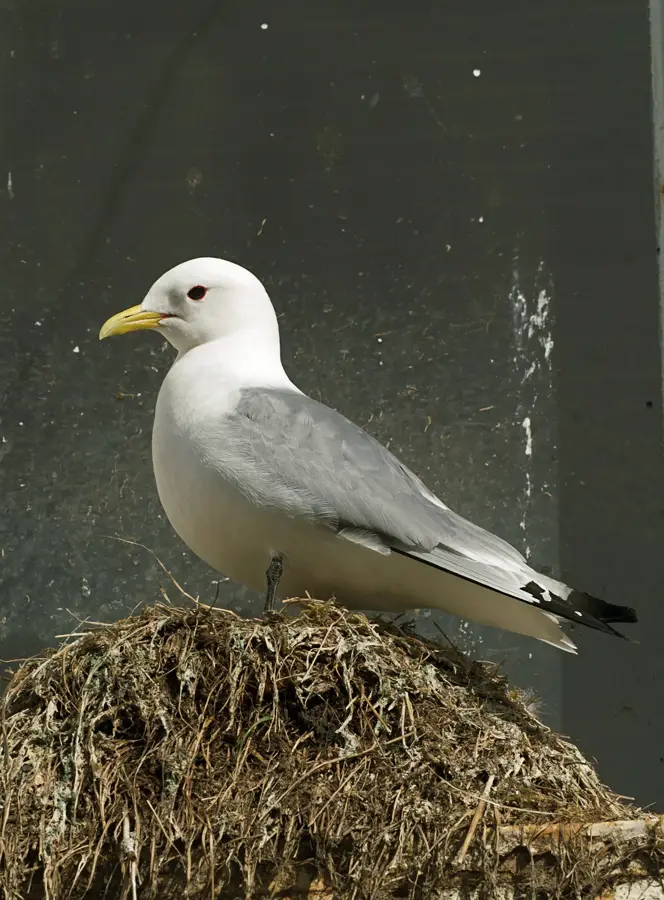 Å