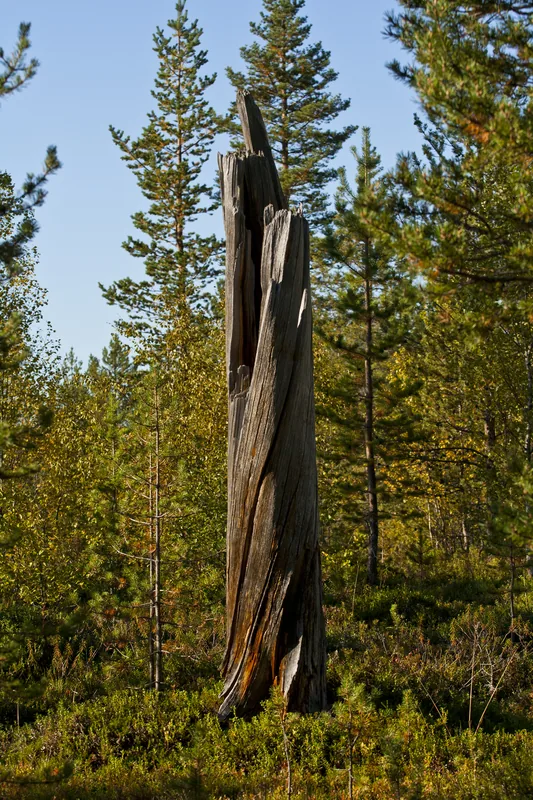 Øvre Pasvik National Park